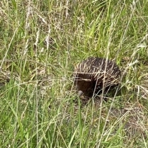 Tachyglossus aculeatus at Chapman, ACT - 11 Oct 2021