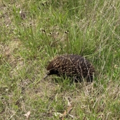 Tachyglossus aculeatus at Chapman, ACT - 11 Oct 2021