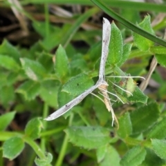 Platyptilia celidotus (Plume Moth) at Cook, ACT - 11 Oct 2021 by trevorpreston