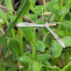 Platyptilia celidotus at Cook, ACT - 11 Oct 2021 01:34 PM