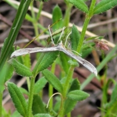 Platyptilia celidotus at Cook, ACT - 11 Oct 2021