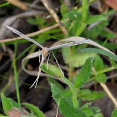 Platyptilia celidotus at Cook, ACT - 11 Oct 2021