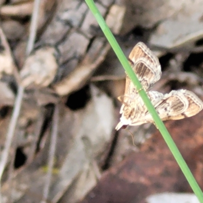 Nacoleia rhoeoalis (A Crambid moth (Spilomelinae) at Cook, ACT - 11 Oct 2021 by trevorpreston