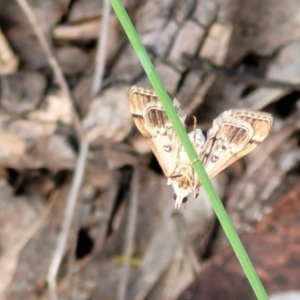 Nacoleia rhoeoalis at Cook, ACT - 11 Oct 2021