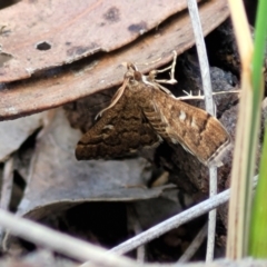 Nacoleia rhoeoalis at Cook, ACT - 11 Oct 2021 01:36 PM