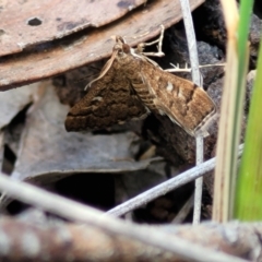 Nacoleia rhoeoalis at Cook, ACT - 11 Oct 2021