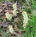 Stackhousia monogyna at Cook, ACT - 11 Oct 2021