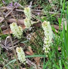 Stackhousia monogyna (Creamy Candles) at Cook, ACT - 11 Oct 2021 by trevorpreston