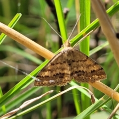 Scopula rubraria (Reddish Wave, Plantain Moth) at Cook, ACT - 11 Oct 2021 by trevorpreston