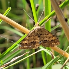 Scopula rubraria at Cook, ACT - 11 Oct 2021 01:40 PM