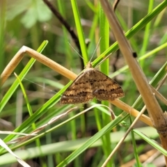 Scopula rubraria at Cook, ACT - 11 Oct 2021