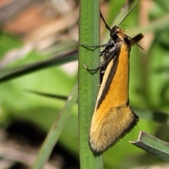 Philobota undescribed species near arabella (A concealer moth) at Cook, ACT - 11 Oct 2021 by tpreston