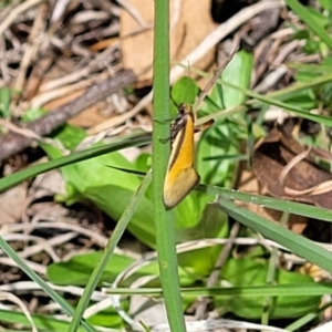 Philobota undescribed species near arabella at Cook, ACT - 11 Oct 2021