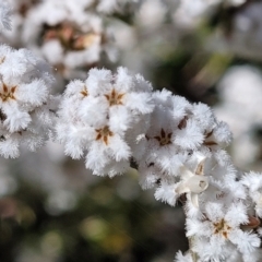 Leucopogon sp. (A Beard-heath) at Holt, ACT - 11 Oct 2021 by tpreston