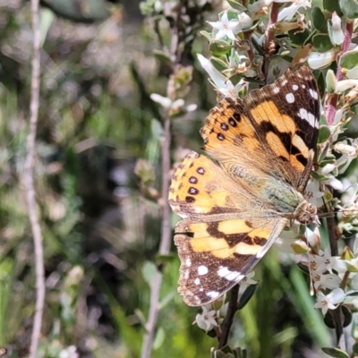 Vanessa kershawi (Australian Painted Lady) at Cook, ACT - 11 Oct 2021 by trevorpreston