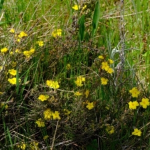 Hibbertia sp. at Holt, ACT - 11 Oct 2021 12:43 PM