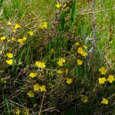 Hibbertia sp. (Guinea Flower) at Molonglo River Reserve - 11 Oct 2021 by Kurt