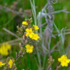 Hibbertia sp. at Holt, ACT - 11 Oct 2021 12:43 PM