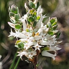 Brachyloma daphnoides (Daphne Heath) at Holt, ACT - 11 Oct 2021 by tpreston