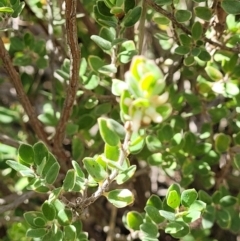 Brachyloma daphnoides at Holt, ACT - 11 Oct 2021