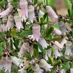 Cryptandra amara (Bitter Cryptandra) at Cook, ACT - 11 Oct 2021 by trevorpreston