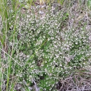 Cryptandra amara at Cook, ACT - 11 Oct 2021 01:52 PM