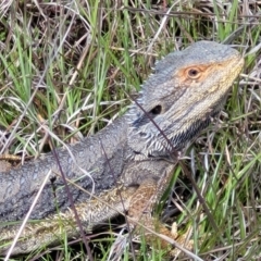 Pogona barbata (Eastern Bearded Dragon) at Mount Painter - 11 Oct 2021 by tpreston