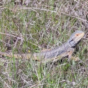 Pogona barbata at Cook, ACT - suppressed