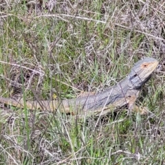 Pogona barbata at Cook, ACT - 11 Oct 2021