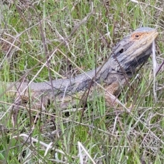 Pogona barbata at Cook, ACT - suppressed