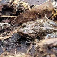 Limnodynastes tasmaniensis (Spotted Grass Frog) at Cook, ACT - 11 Oct 2021 by trevorpreston