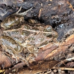 Limnodynastes tasmaniensis at Cook, ACT - 11 Oct 2021