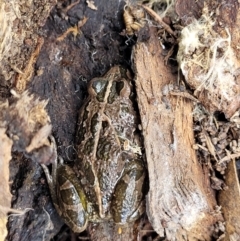 Limnodynastes tasmaniensis at Cook, ACT - 11 Oct 2021