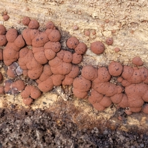 Hypoxylon sp. at Cook, ACT - 11 Oct 2021