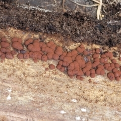 Hypoxylon sp. at Cook, ACT - 11 Oct 2021