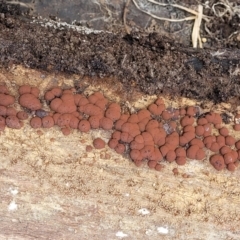 Hypoxylon sp. at Cook, ACT - 11 Oct 2021