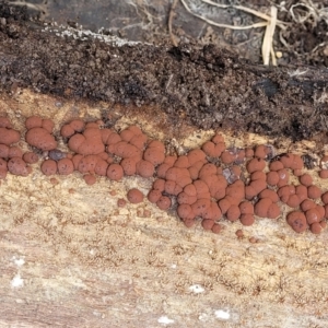 Hypoxylon sp. at Cook, ACT - 11 Oct 2021