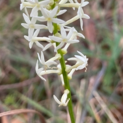Stackhousia monogyna (Creamy Candles) at Wingecarribee Local Government Area - 11 Oct 2021 by JanetMW
