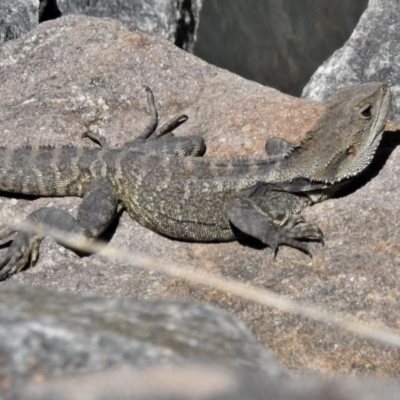 Intellagama lesueurii howittii (Gippsland Water Dragon) at Cotter Reserve - 11 Oct 2021 by JohnBundock