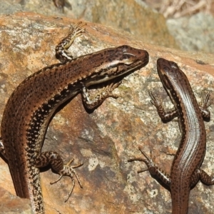 Eulamprus heatwolei at Uriarra Village, ACT - 11 Oct 2021