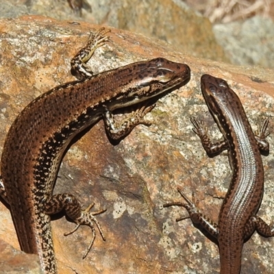 Eulamprus heatwolei (Yellow-bellied Water Skink) at Cotter Reserve - 11 Oct 2021 by JohnBundock