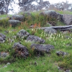 Stackhousia monogyna (Creamy Candles) at Molonglo Valley, ACT - 10 Oct 2021 by sangio7