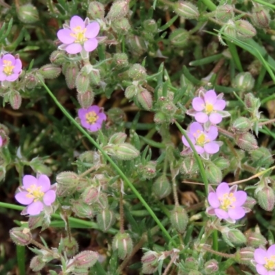 Spergularia rubra (Sandspurrey) at Hume, ACT - 10 Oct 2021 by RodDeb