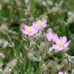 Spergularia rubra at Hume, ACT - 10 Oct 2021