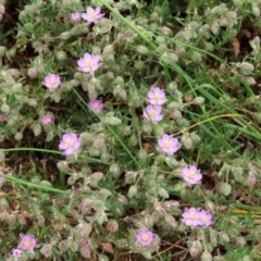 Spergularia rubra at Hume, ACT - 10 Oct 2021