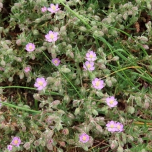 Spergularia rubra at Hume, ACT - 10 Oct 2021