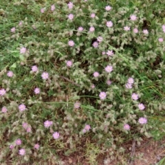 Spergularia rubra at Hume, ACT - 10 Oct 2021