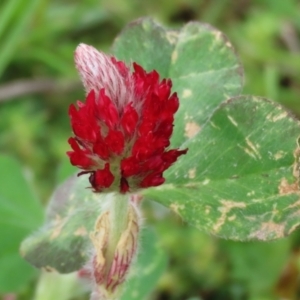 Trifolium incarnatum at Hume, ACT - 10 Oct 2021 03:12 PM