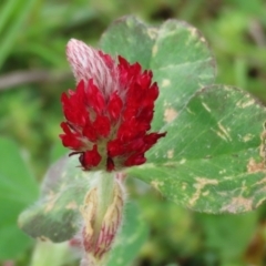 Trifolium incarnatum (Crimson Clover) at Hume, ACT - 10 Oct 2021 by RodDeb