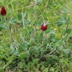 Trifolium incarnatum at Hume, ACT - 10 Oct 2021